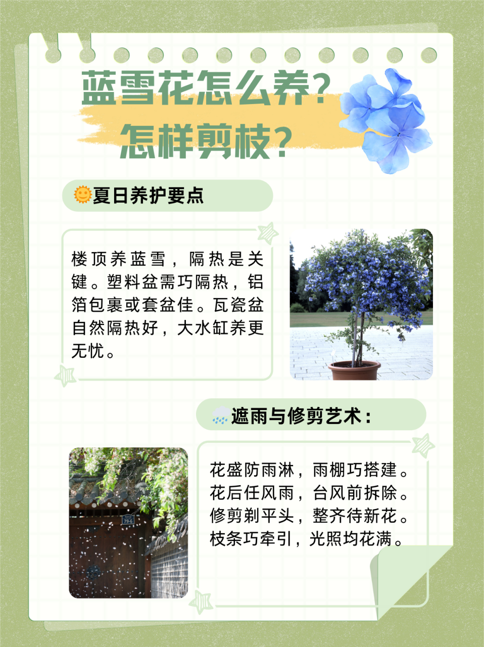 蓝雪花修剪图解图片