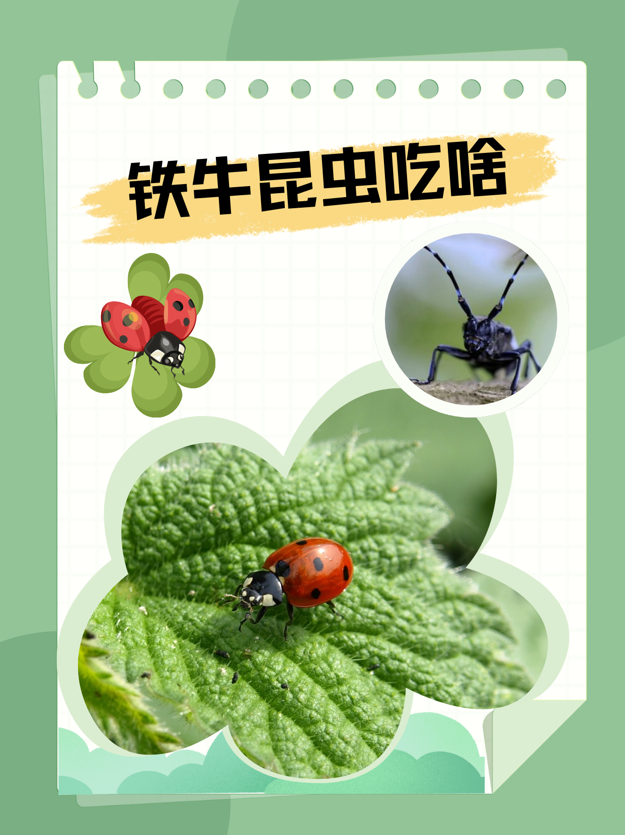 铁牛昆虫吃啥  铁牛昆虫吃树皮.铁牛学名叫天牛.