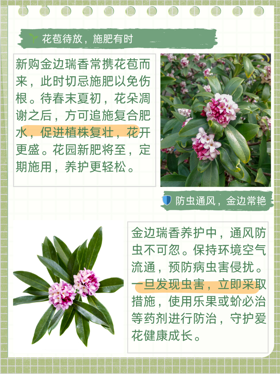 世界名花排名图片