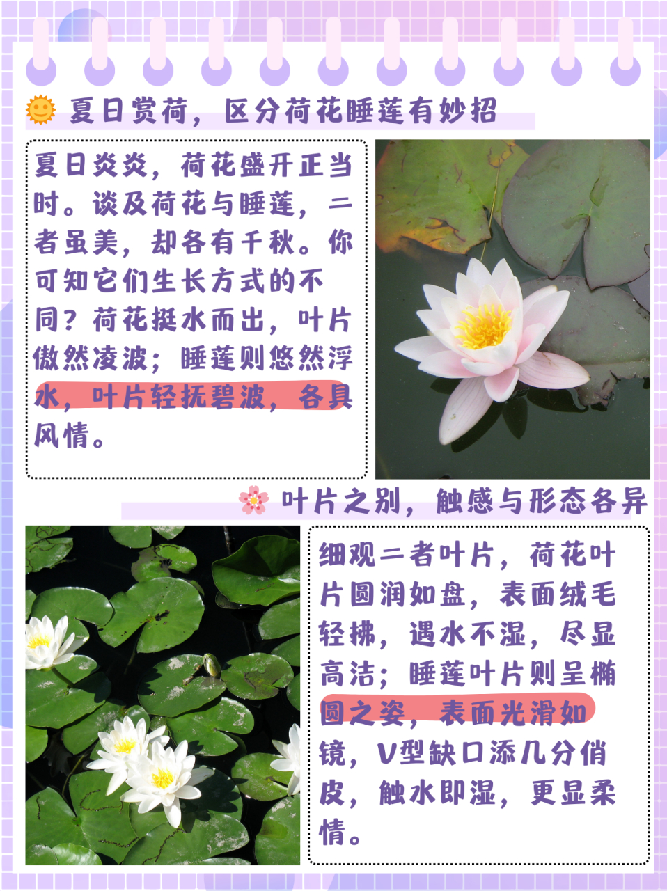 睡莲和荷花的区别  夏日炎炎又是到了看荷花的季节,所谓荷花睡莲你