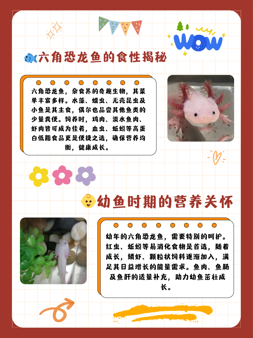 六角恐龙鱼吃什么  六角恐龙鱼是杂食动物,主要食物为水藻,蠕虫,无壳