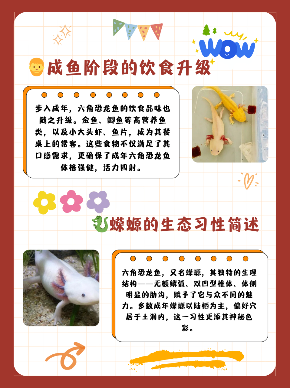 六角恐龙鱼吃什么  六角恐龙鱼是杂食动物,主要食物为水藻,蠕虫,无壳