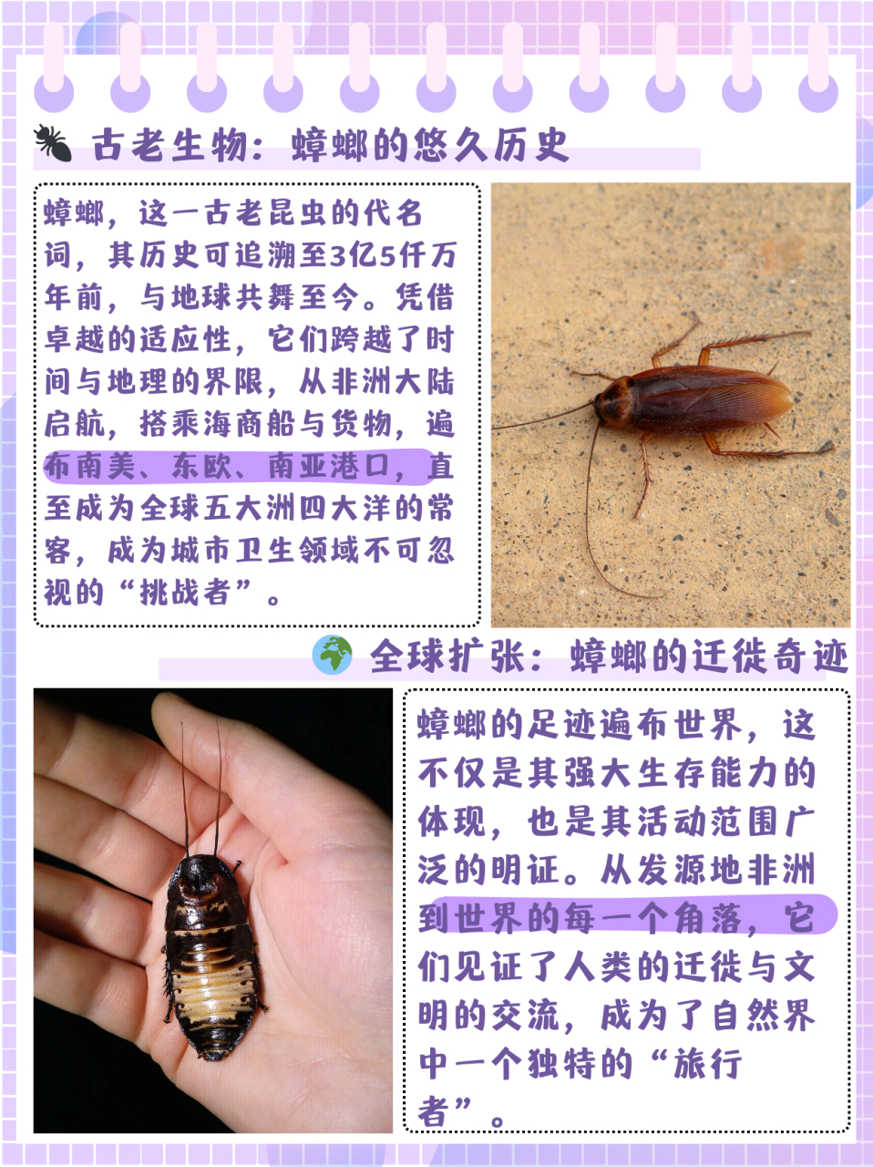 蟑螂长什么样  蟑螂一种比较古老的昆虫,早在3亿5仟万年前就生活在