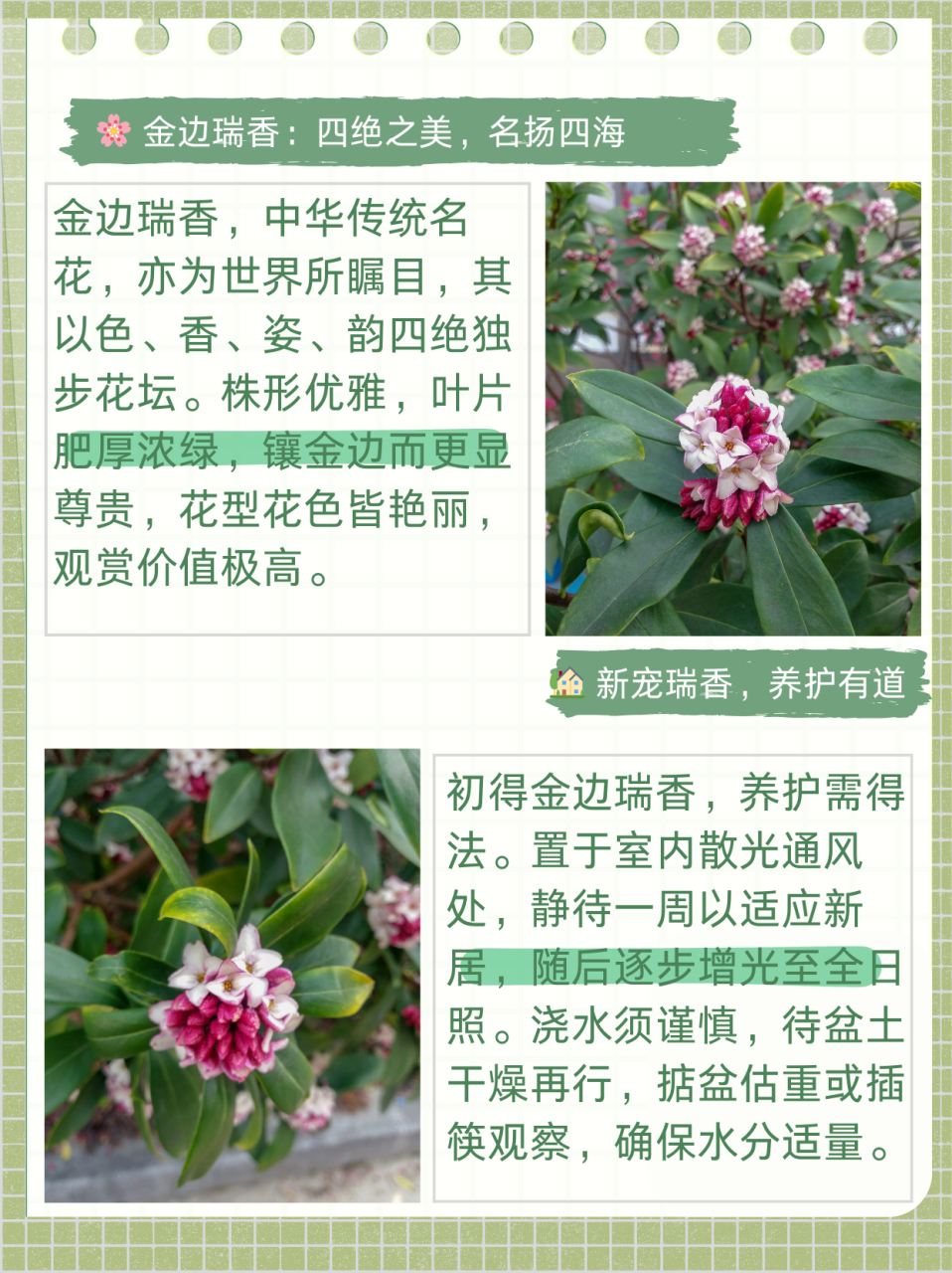 世界名花排名图片