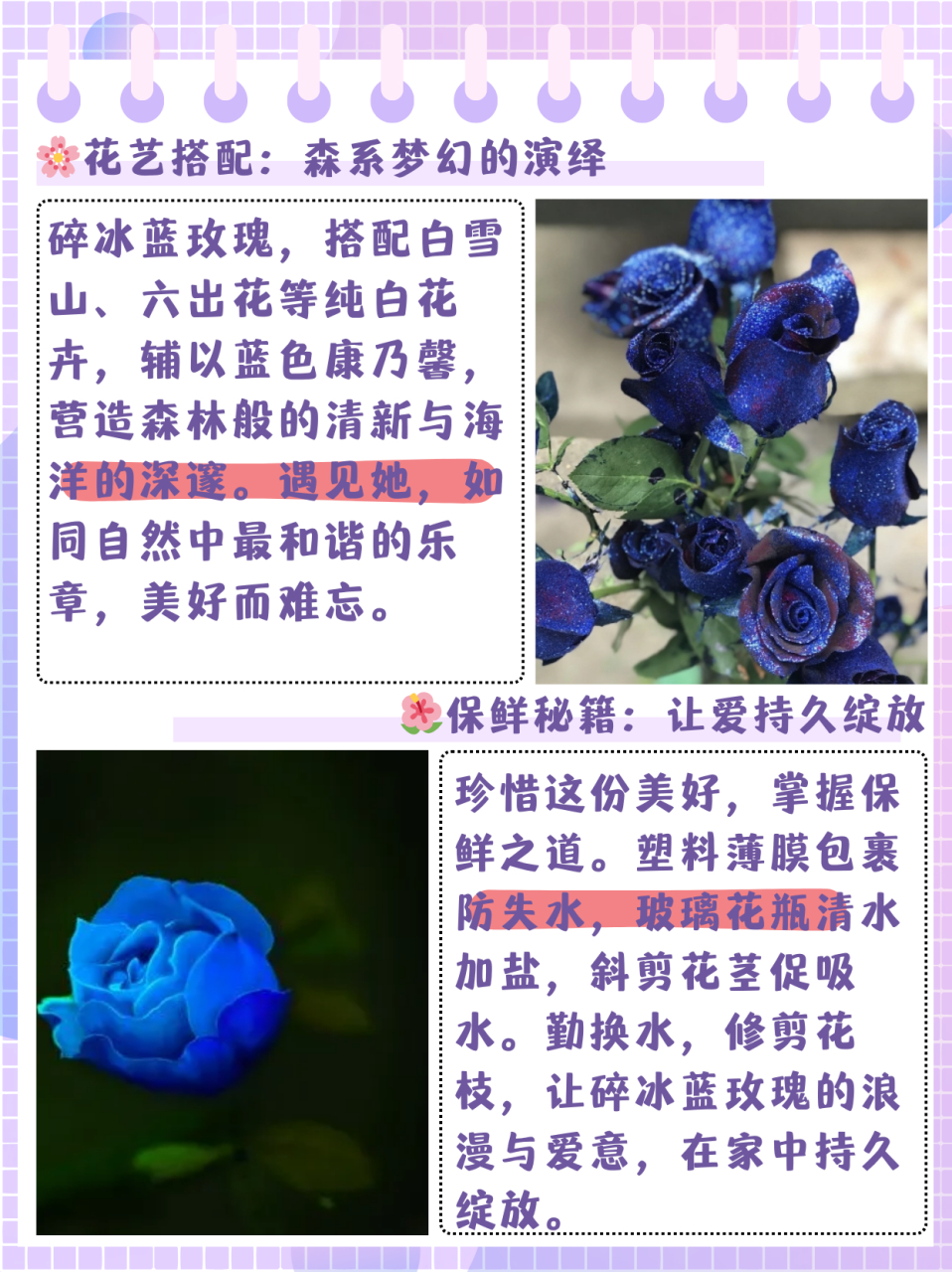 蓝玫瑰花的花语  蓝玫瑰的花语是:送给你的希望是星辰大海90  寓意