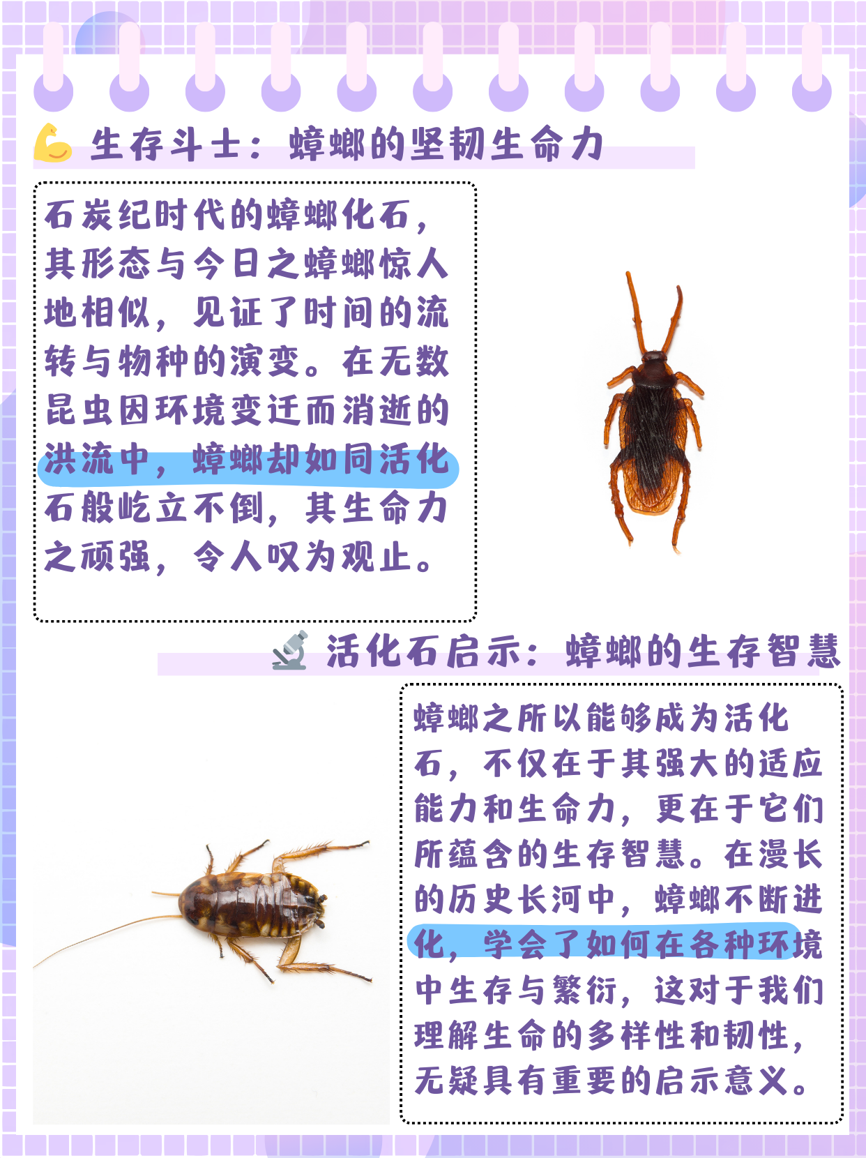 蟑螂二龄若虫图片