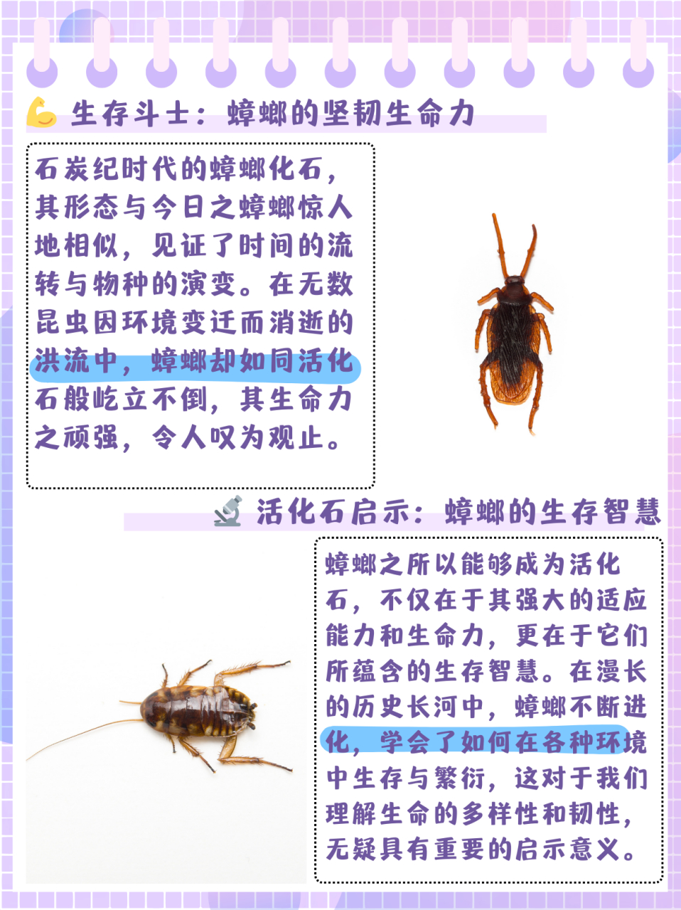 蟑螂长什么样  蟑螂一种比较古老的昆虫,早在3亿5仟万年前就生活在
