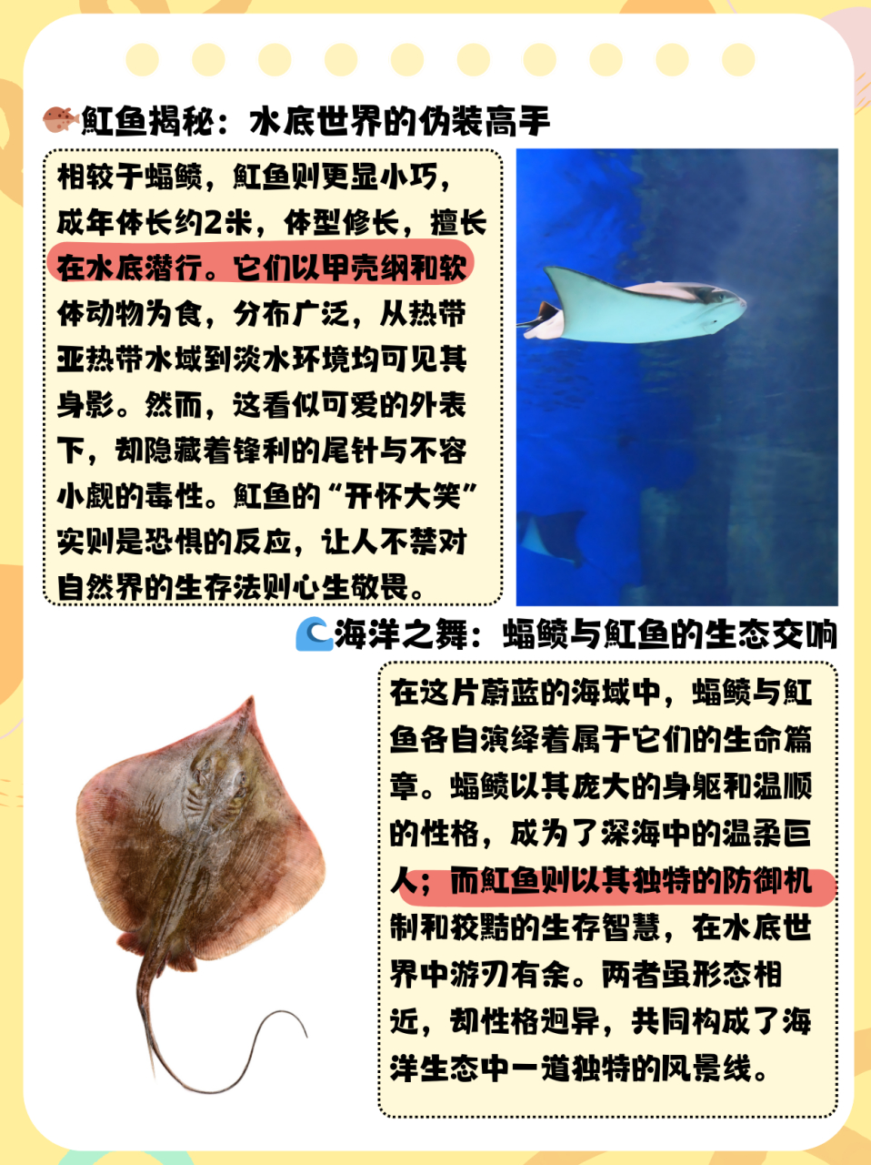 蝠鲼和鳐鱼的区别  在马尔代夫深潜专门看了蝠鲼(manta)(一图右边)