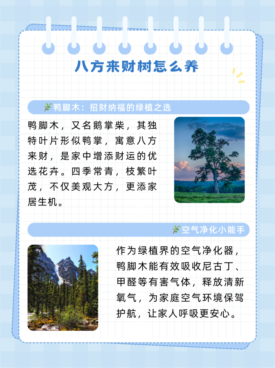 八方来财树怎么养  91鸭脚木,又叫鹅掌柴,它的叶片就好像08鸭子的