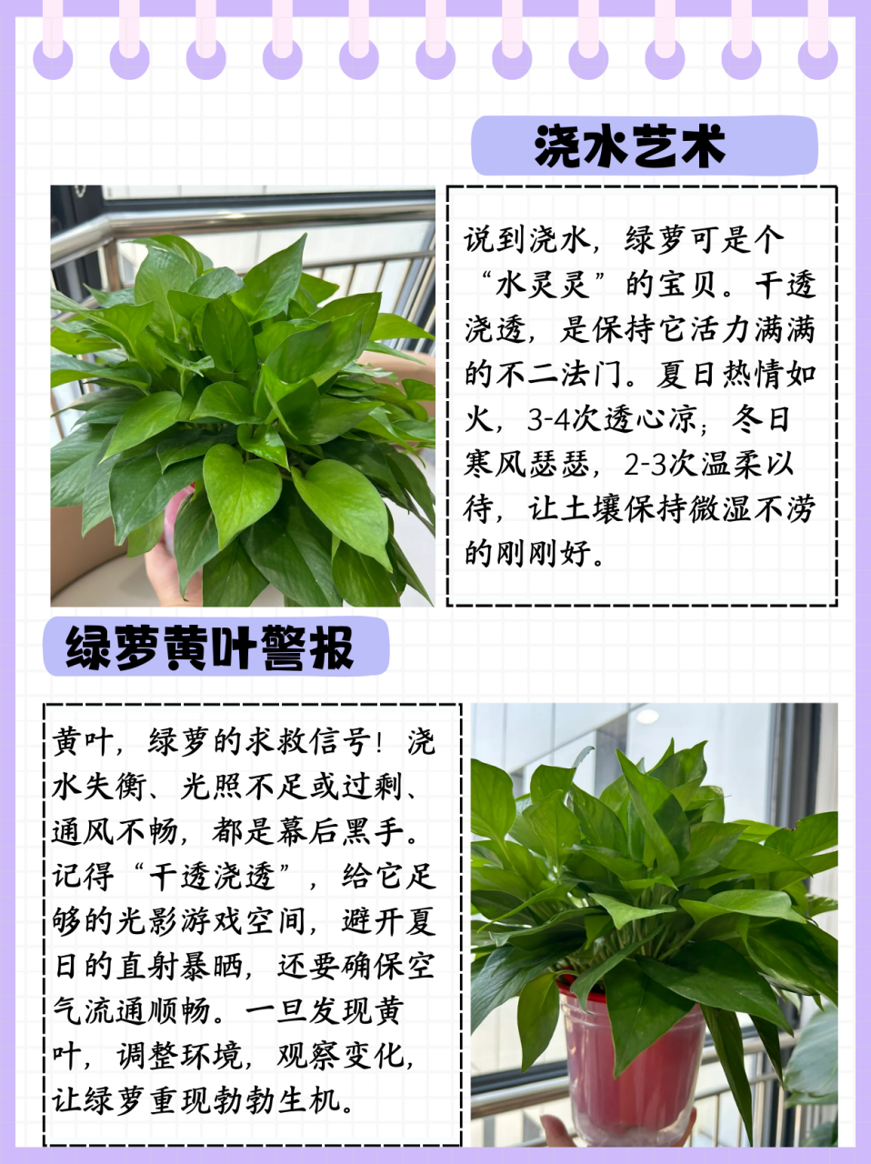 植物介绍卡绿萝图片