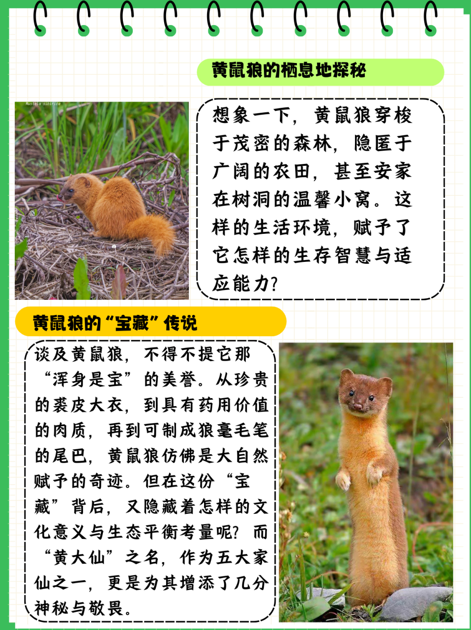 黄鼠狼吃什么  黄鼠狼 1 我是真的不了解它.