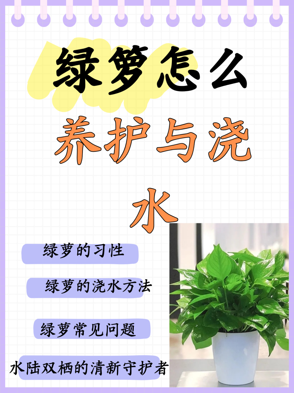 绿箩怎么养护与浇水  可以水培,可以土栽 91绿萝养护 产生新鲜空气