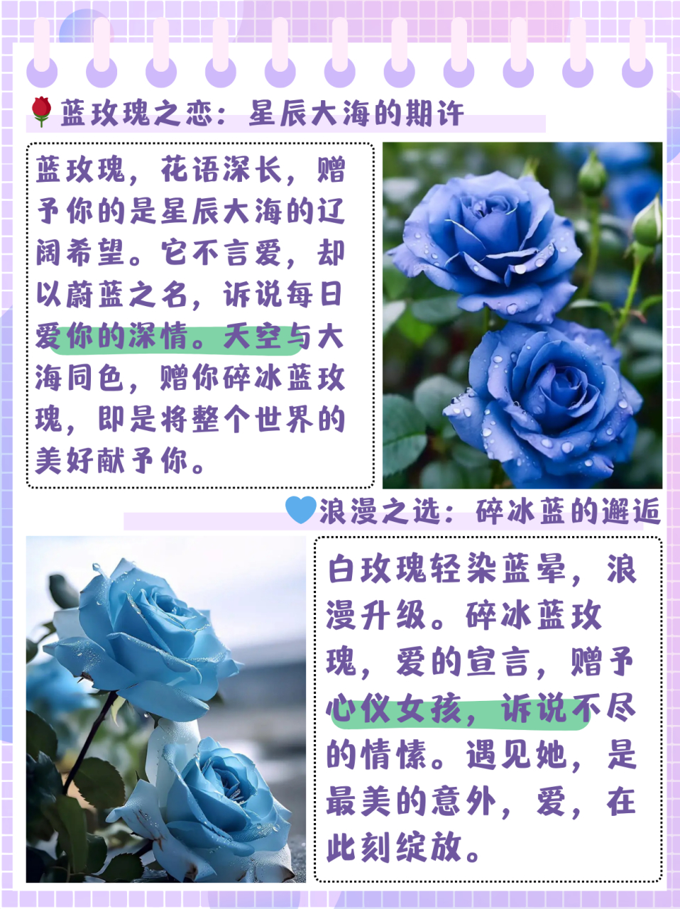蓝玫瑰花的花语  蓝玫瑰的花语是:送给你的希望是星辰大海90  寓意