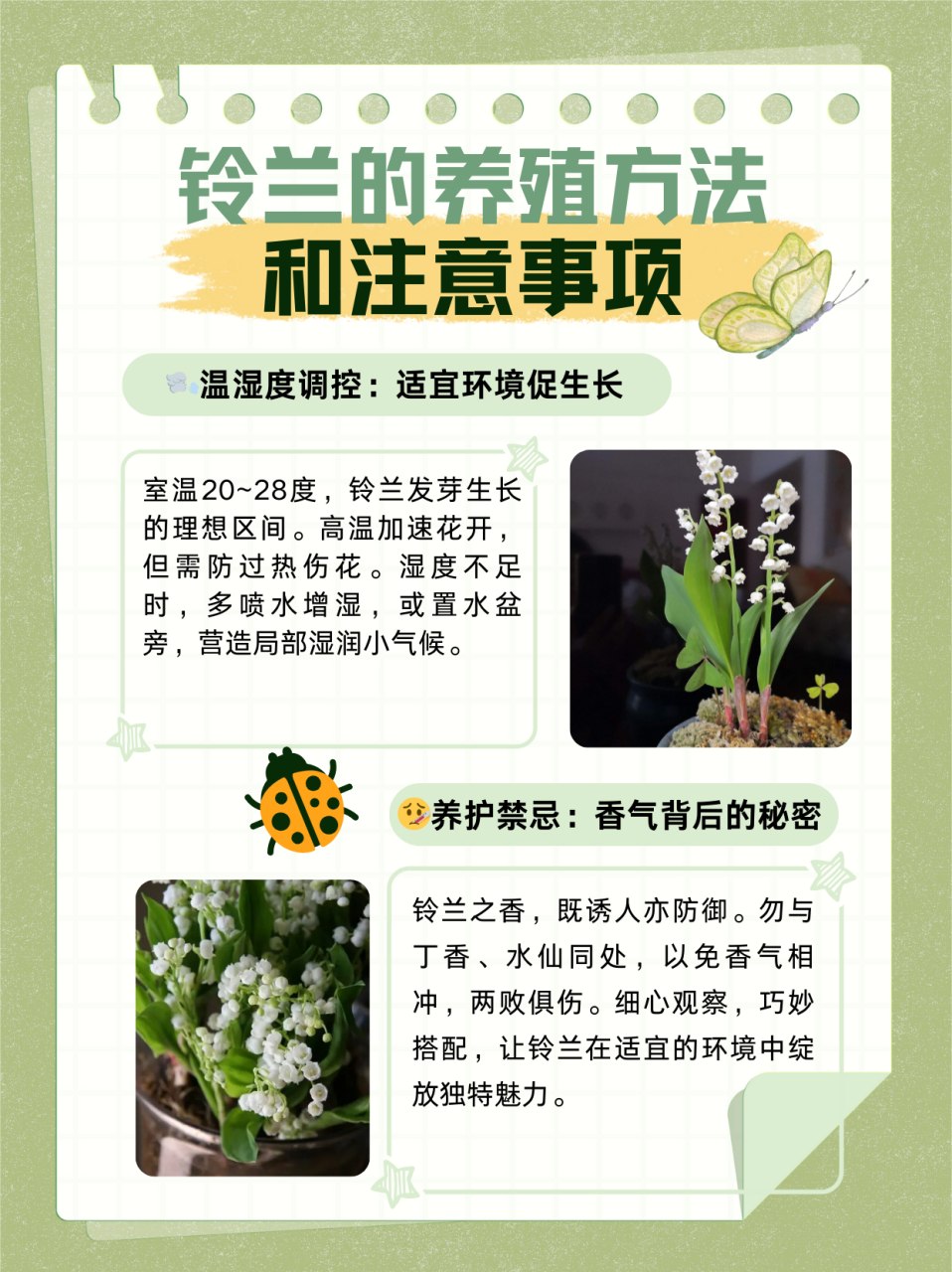 铃兰花介绍文章图片