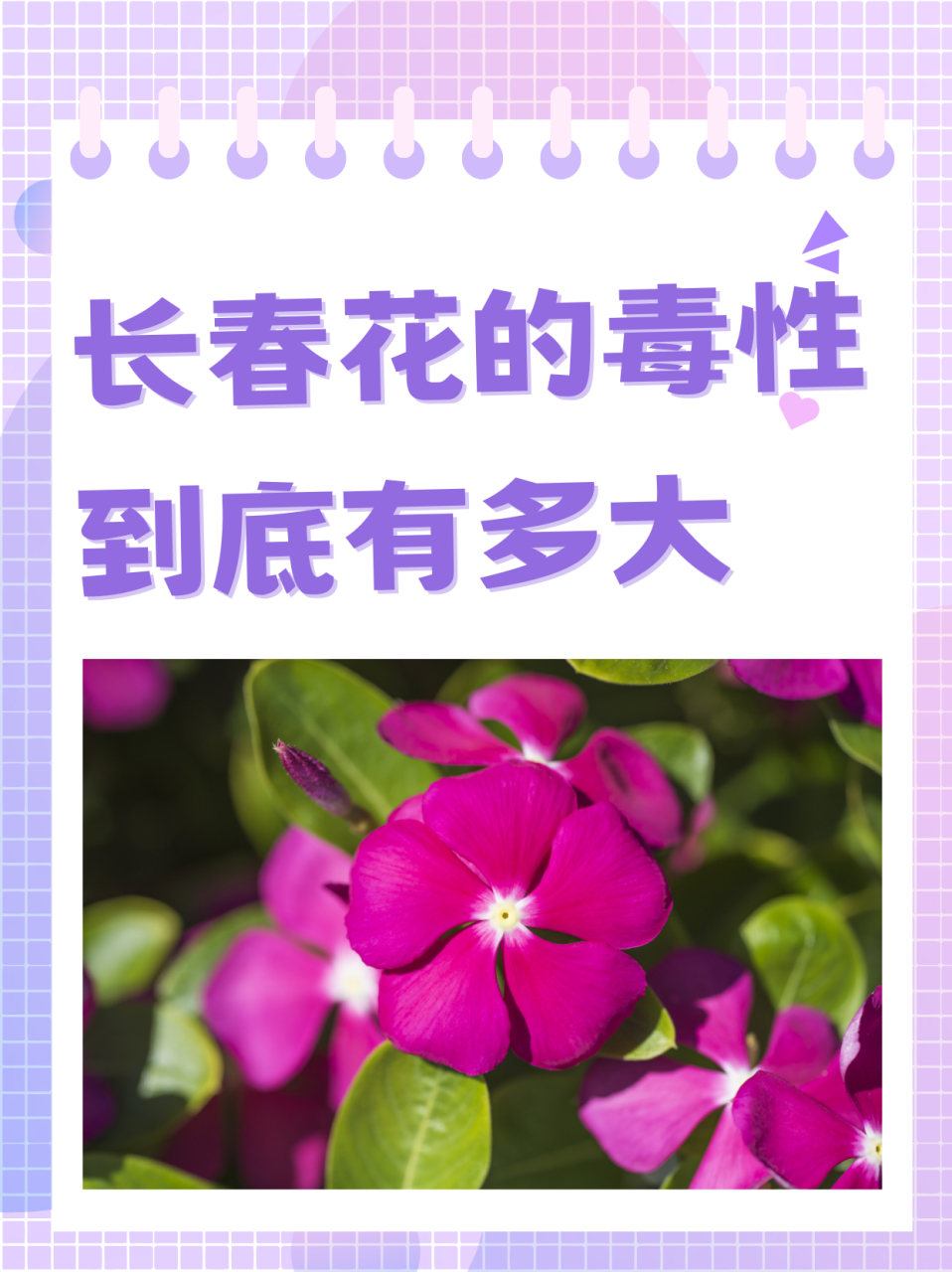 有毒的花 名字图片