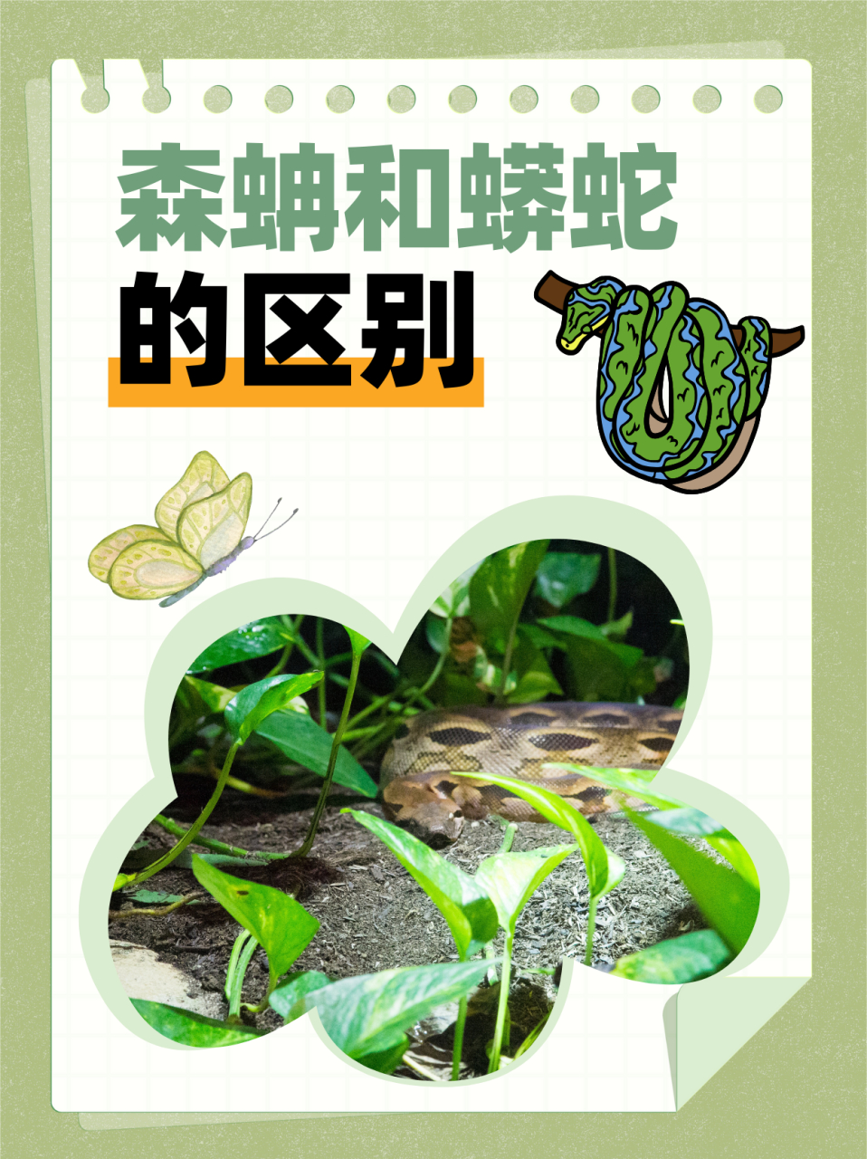 森蚺和蟒蛇的区别  看到标题,想必对动物,特别是对两爬动物小有了解的