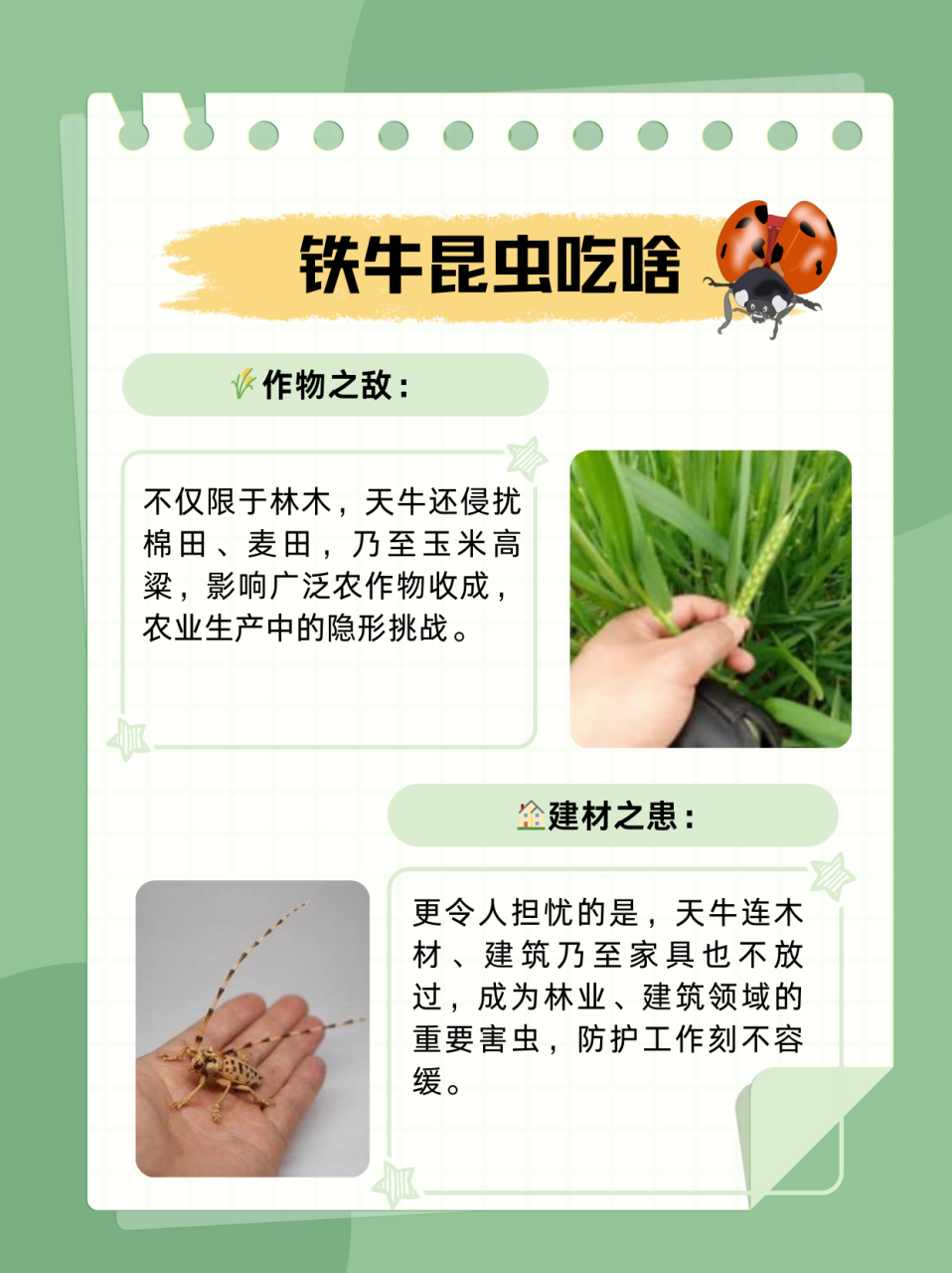 天牛幼虫名字图片