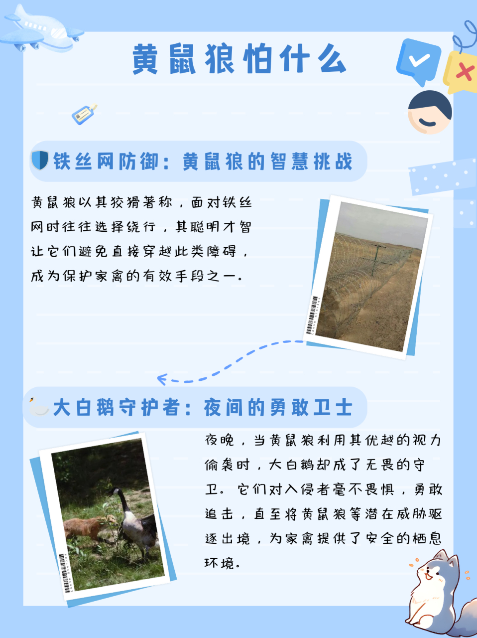 黄鼠狼怕什么  黄鼠狼怕什么?