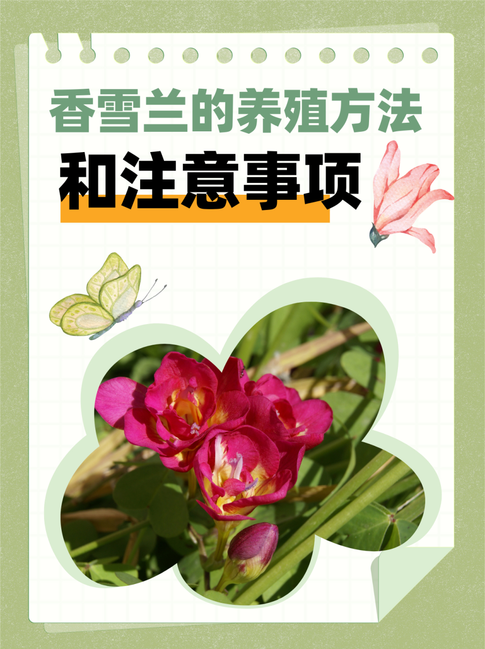 香雪兰的种植方法和注意事项  简单介绍下香雪兰:喜阳,不耐寒,香味