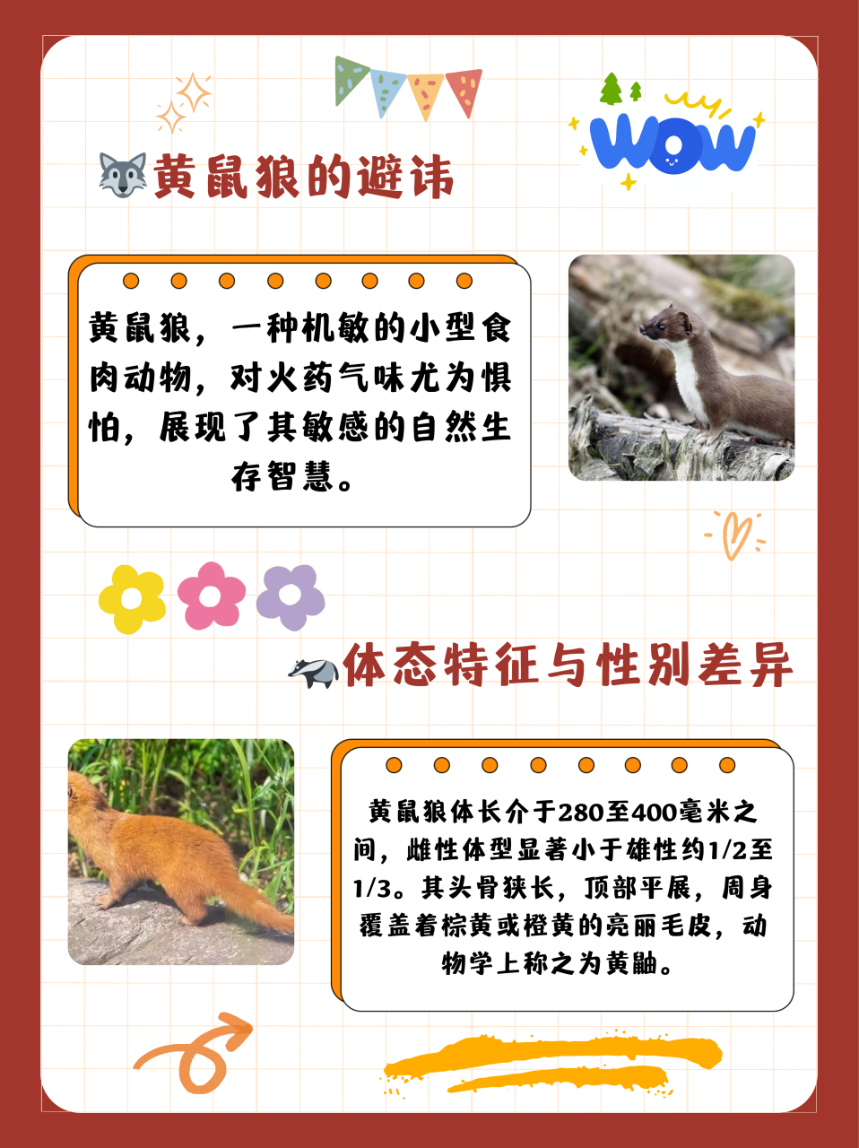 黄鼠狼怕闻什么气味  黄鼠狼怕火药气味.