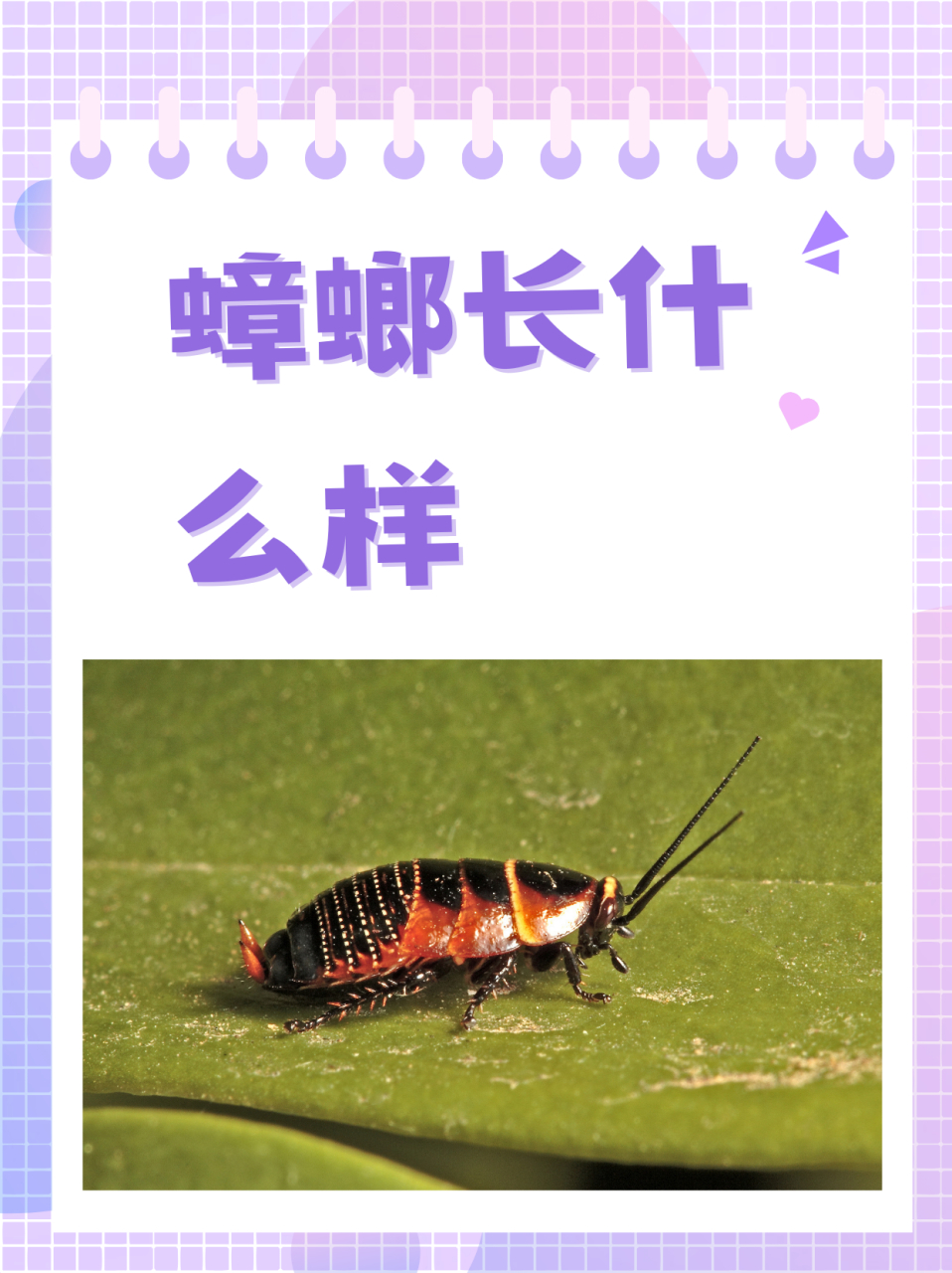 蟑螂长什么样  蟑螂一种比较古老的昆虫,早在3亿5仟万年前就生活在