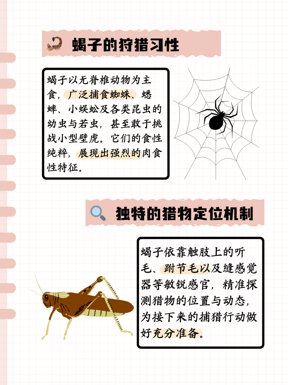 蝎子吃什么  蝎子取食无脊椎动物,如蜘蛛,蟋蟀,小蜈蚣,多种昆虫的幼虫