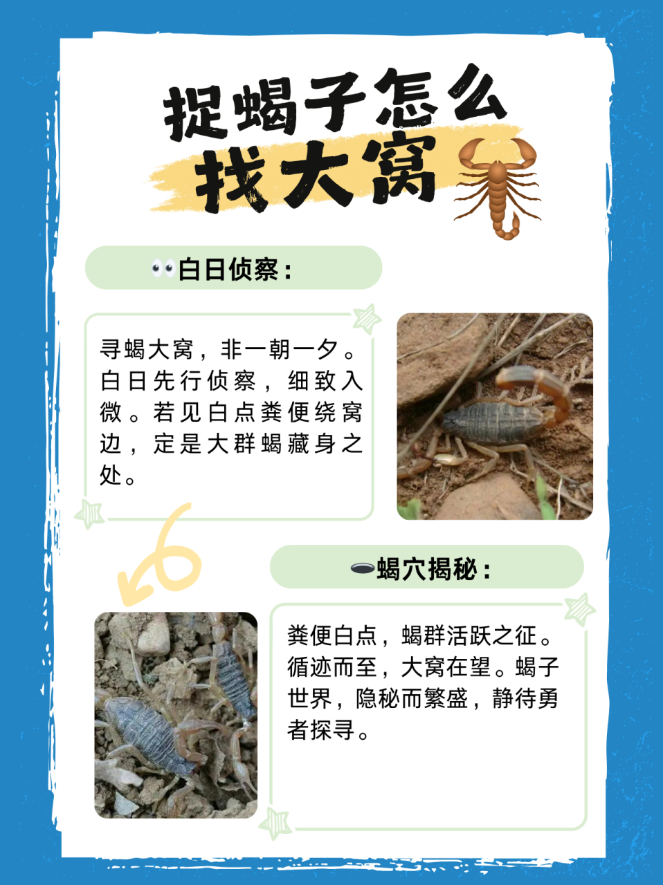 捉蝎子怎么找大窝  蝎子通常在春季,夏季或者秋季比较多.