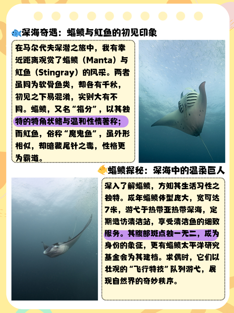 蝠鲼和鳐鱼的区别  在马尔代夫深潜专门看了蝠鲼(manta)(一图右边)