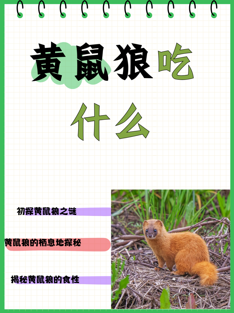 黄鼠狼吃什么  黄鼠狼 1 我是真的不了解它.