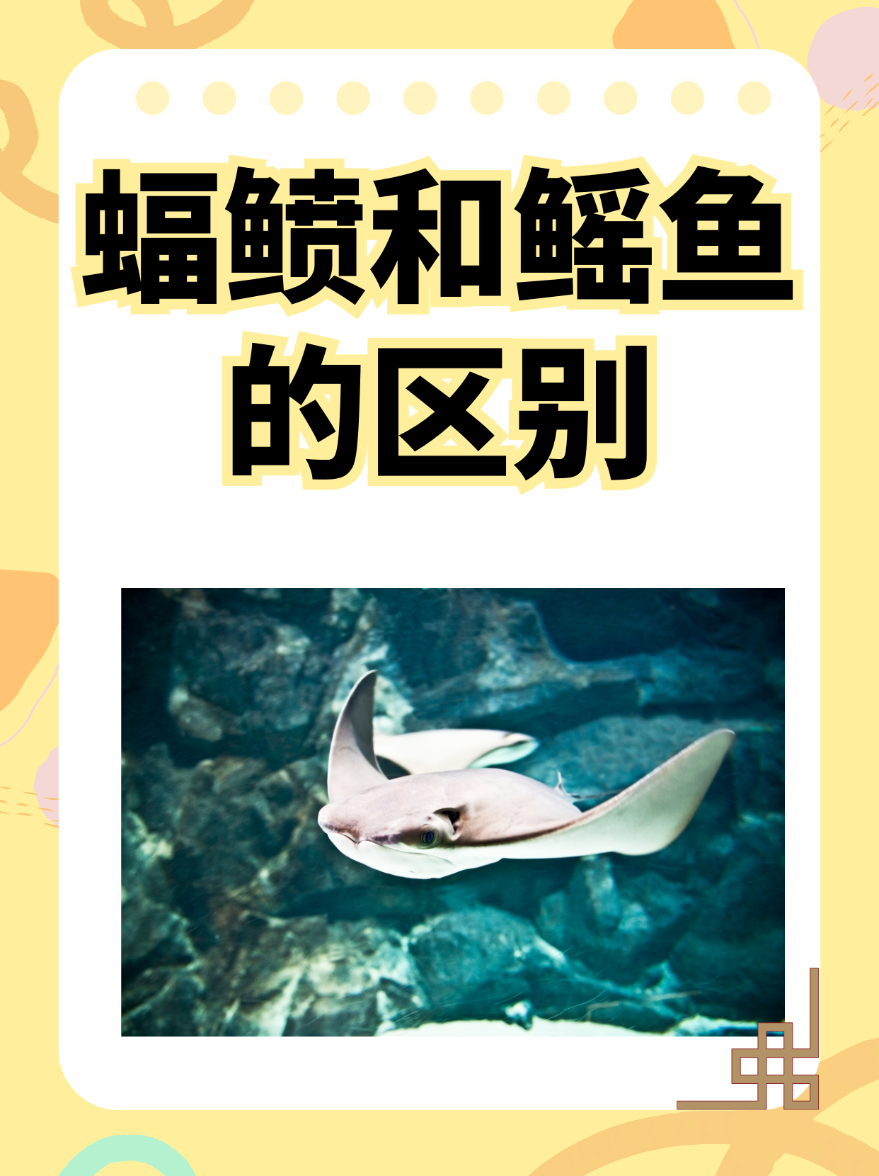 蝠鲼和鳐鱼的区别  在马尔代夫深潜专门看了蝠鲼(manta)(一图右边)