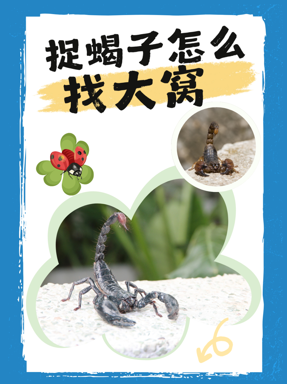 捉蝎子怎么找大窝  蝎子通常在春季,夏季或者秋季比较多.