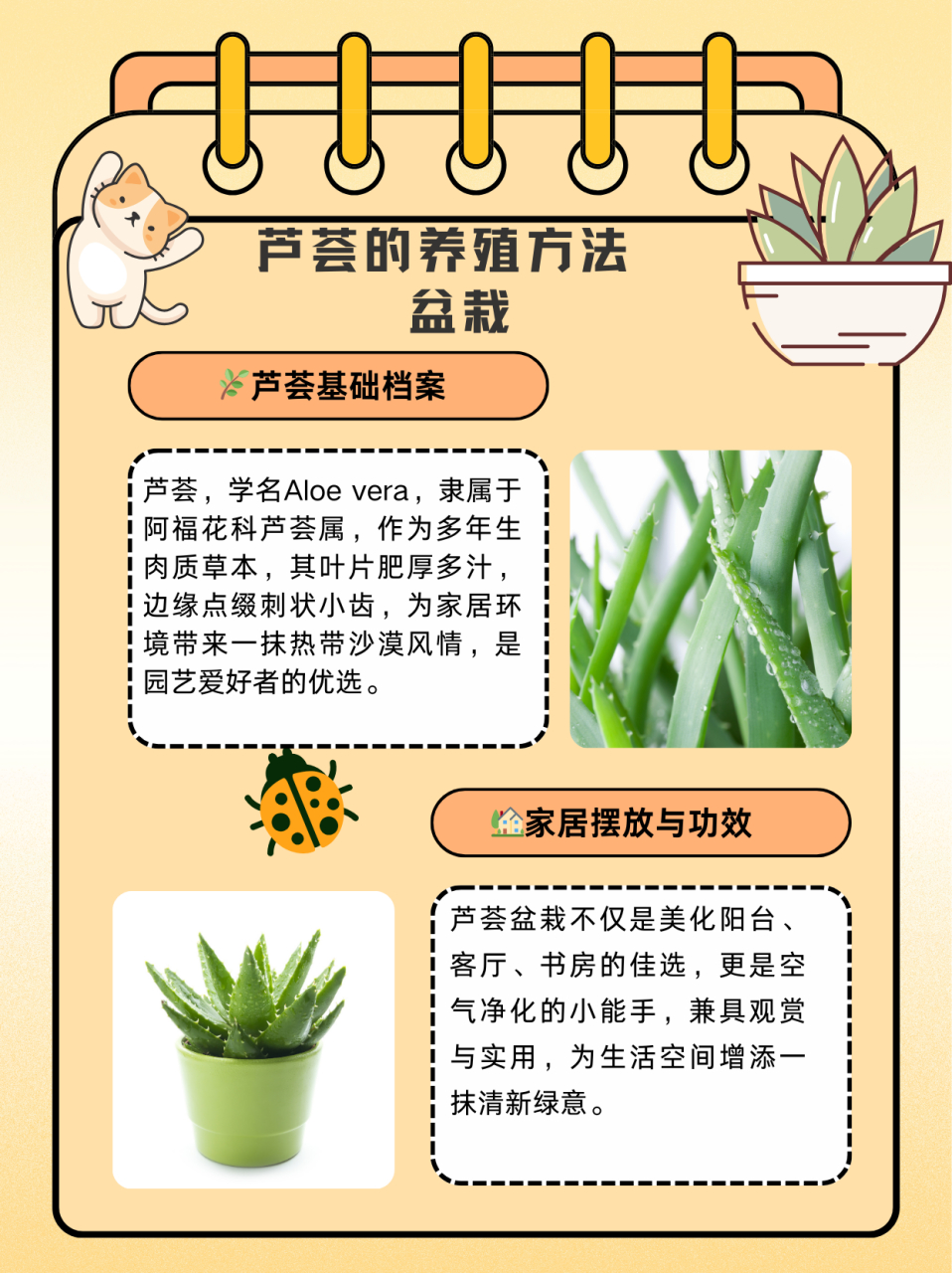 芦荟的养殖方法 盆栽  名:芦荟/aloe vera 科:阿福花科 属:芦荟属