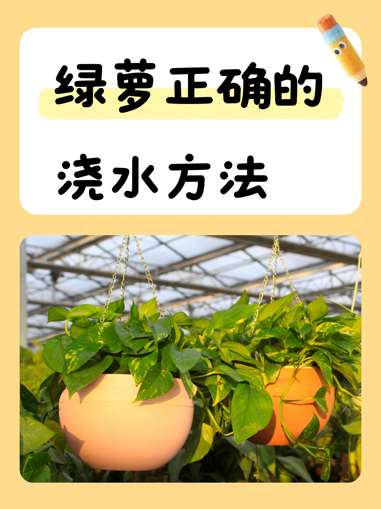 其实,绿萝的浇水频率取决于很多因素哦!