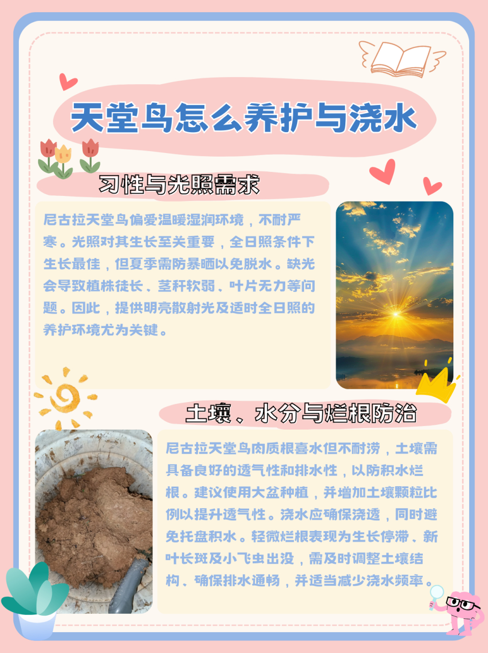 天堂鸟简介图片