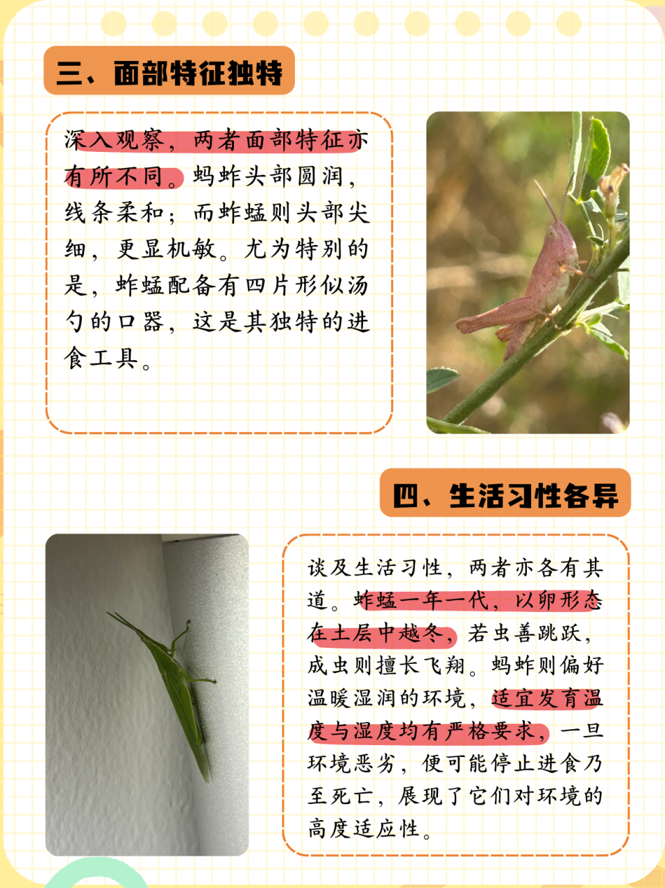 蚱蜢和蚂蚱区别在哪  021,体型不同 蚂蚱的身体大,蚱蜢的身体小.