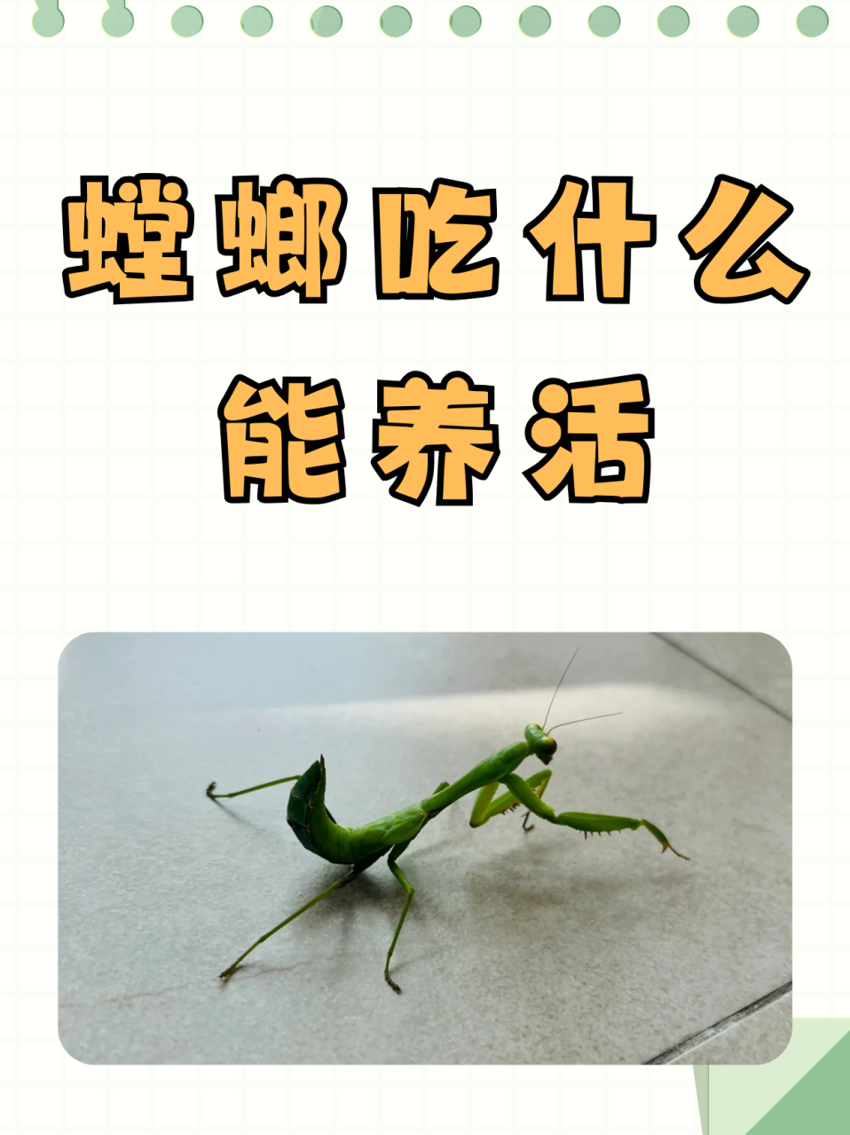 螳螂吃什么能养活  1螳螂吃啥?