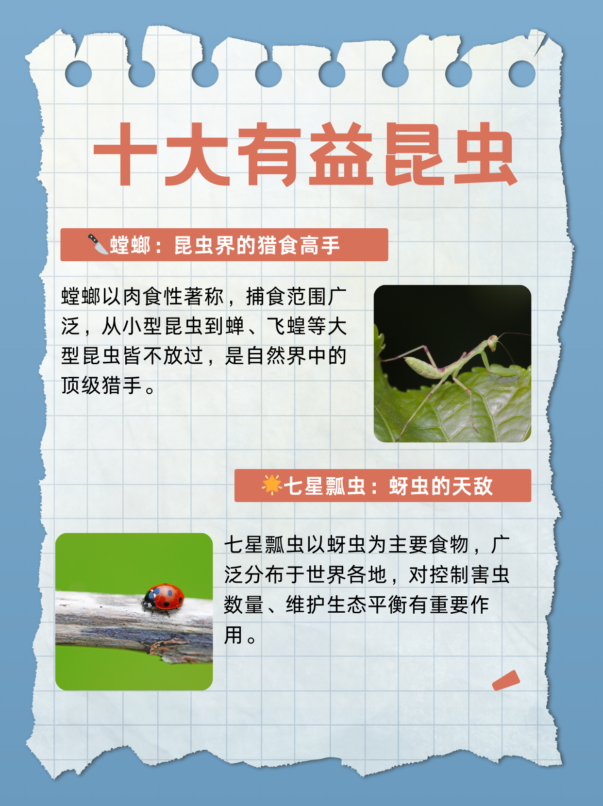 专门捕食捕食苍蝇,蚊子,叶蝉,虻蠓类和小型蝶蛾类等多种农林牧业害虫