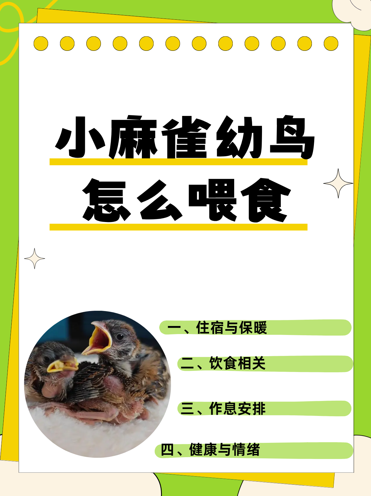 小麻雀幼鸟怎么喂食  住哪里?