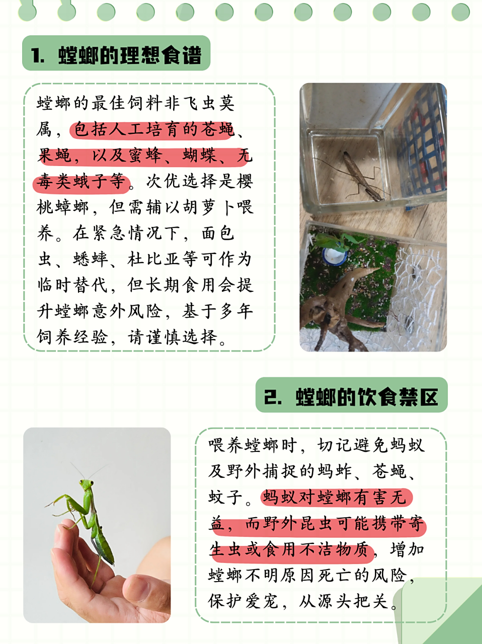 螳螂吃什么能养活  1螳螂吃啥?