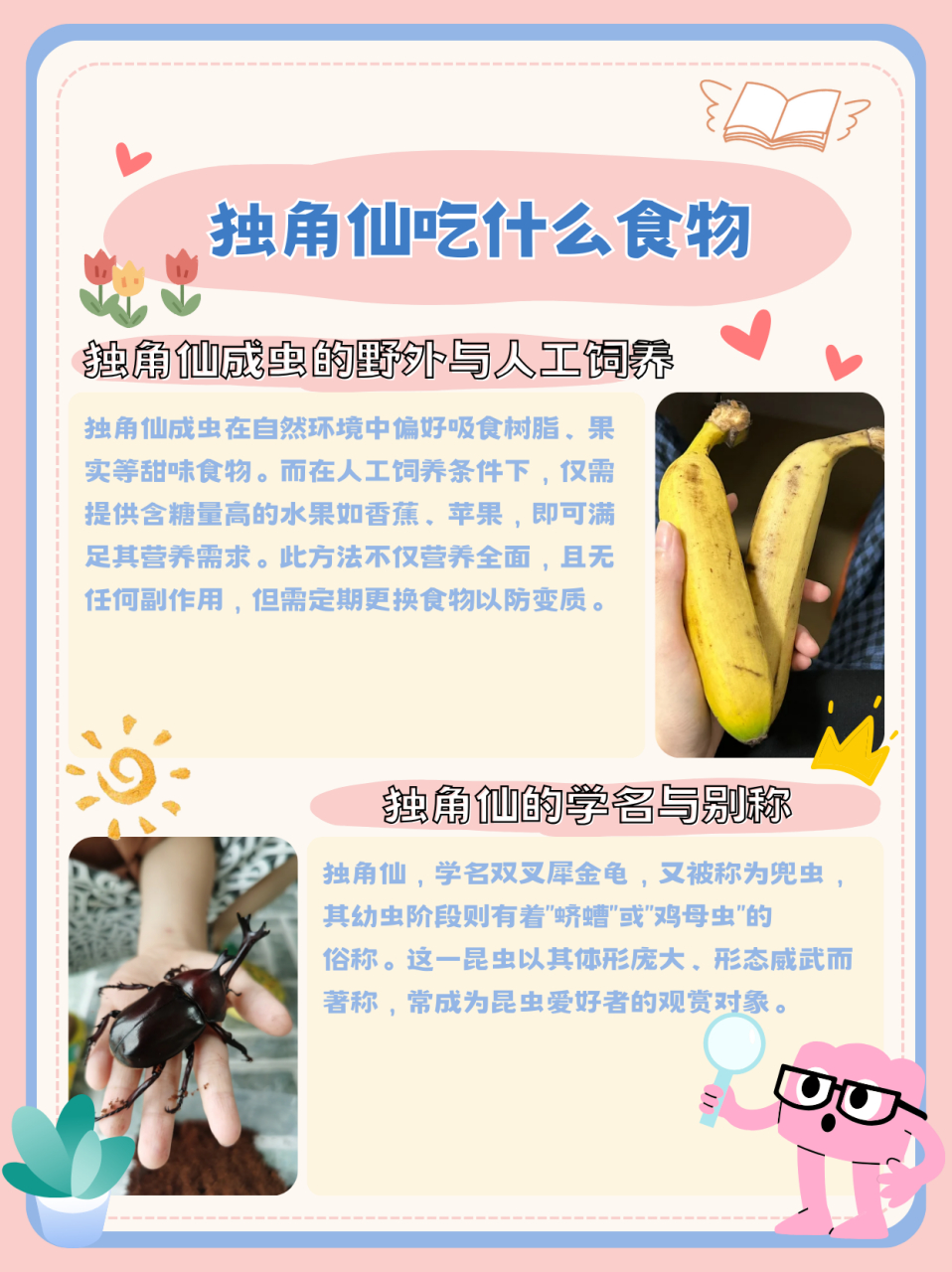 独角仙吃什么食物  独角仙成虫在野外环境里会吸食树脂,果实等带有