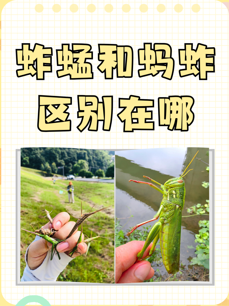 蚱蜢和蚂蚱区别在哪  021,体型不同 蚂蚱的身体大,蚱蜢的身体小.