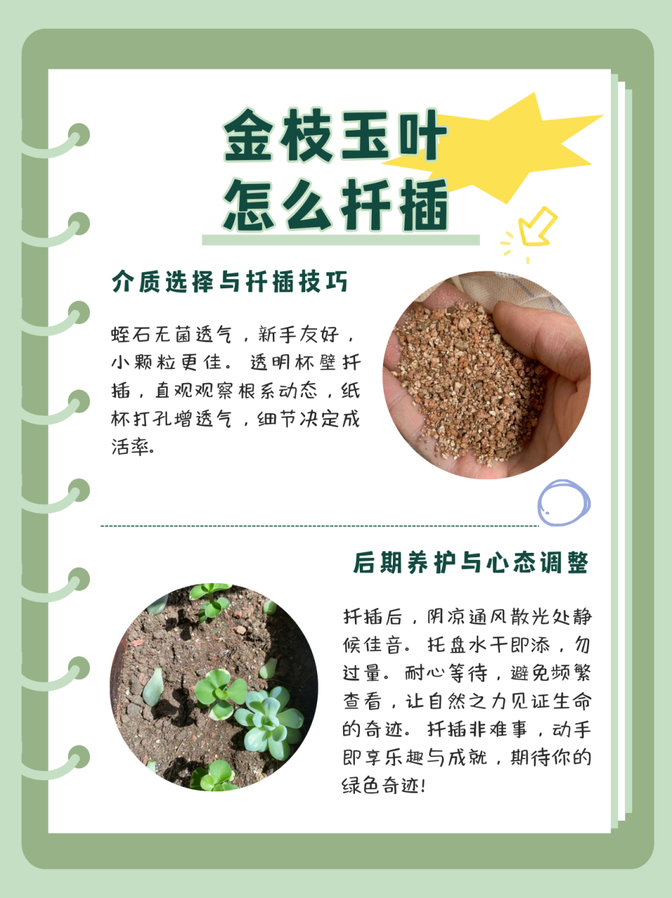 金枝玉叶怎么扦插  扦插步骤:剪枝-泡多菌灵-泡生根水-晾干-蛭石浇透