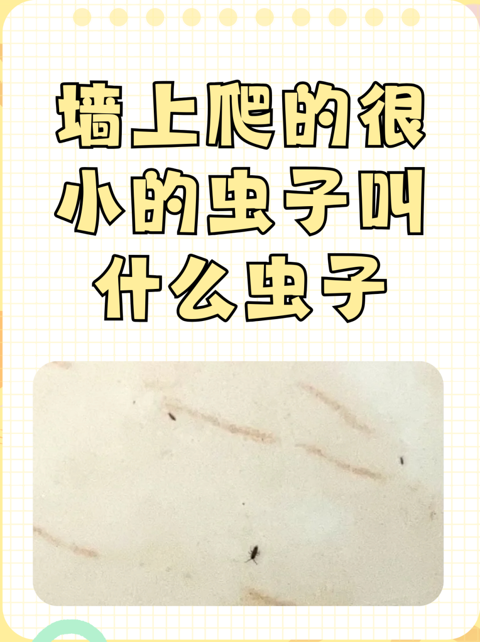 墙上爬的很小的虫子叫什么虫子  9499微型害虫: 97书虱:体型在
