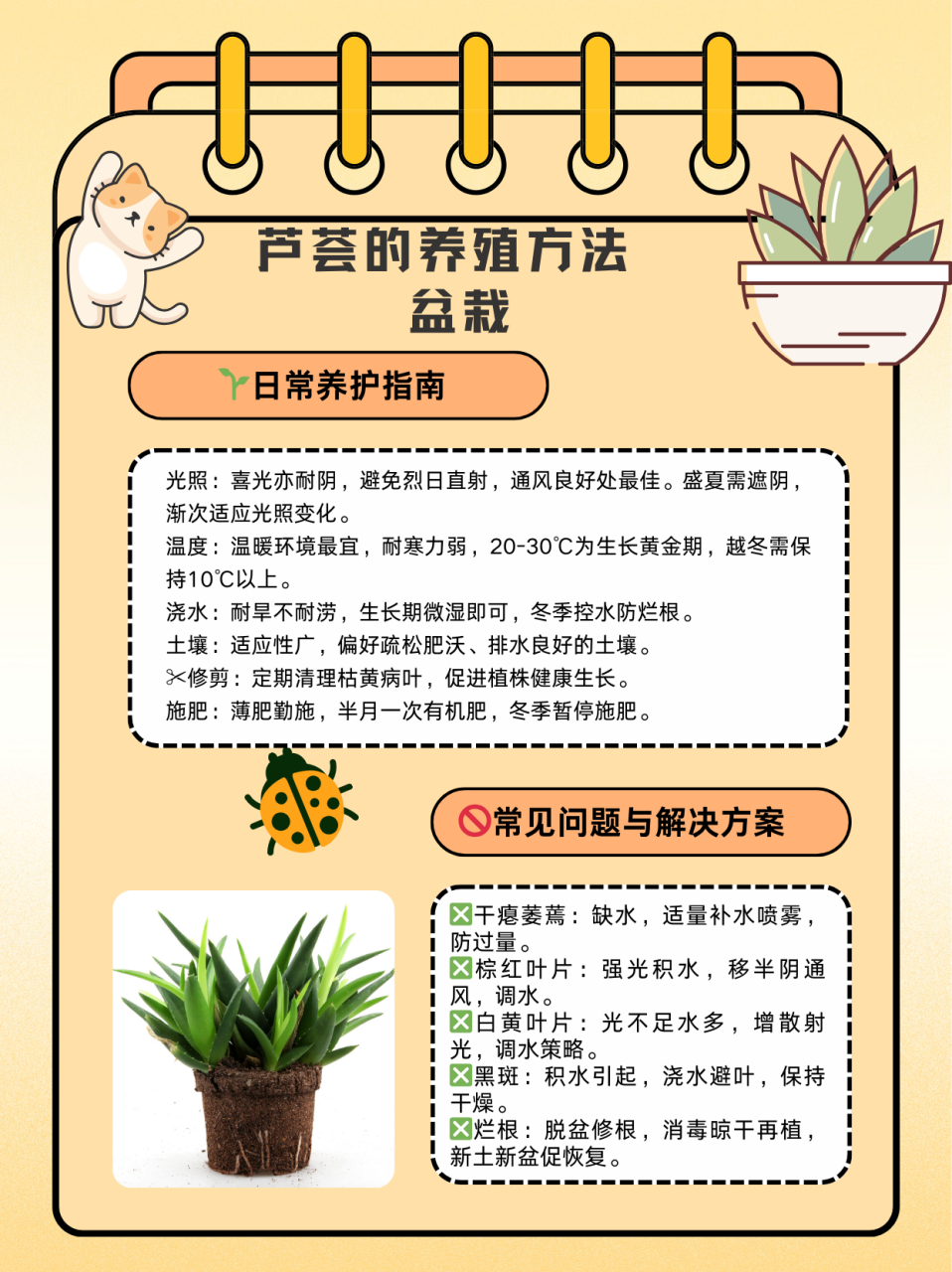 芦荟花功效图片