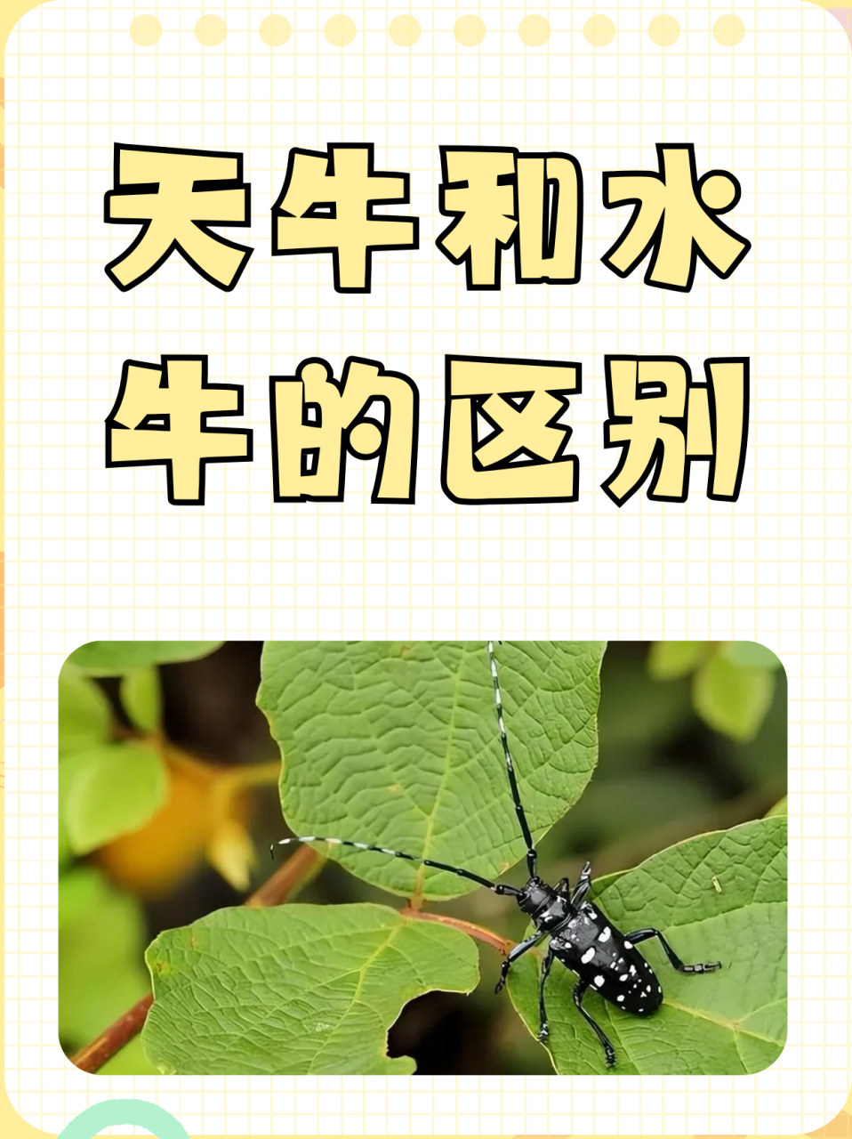 天牛和水牛的区别  没有区别,昆虫水牛也称天牛.