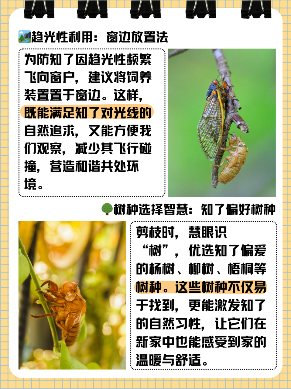 知了吃什么食物  知虚巧了一生只吸吮树枝里面的树汁,它靠它那针团首