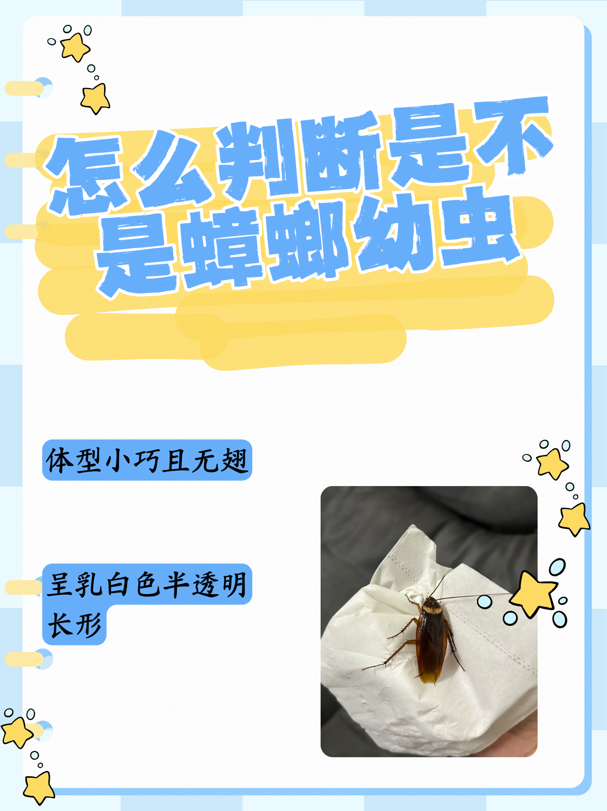 怎么判断是不是蟑螂幼虫
