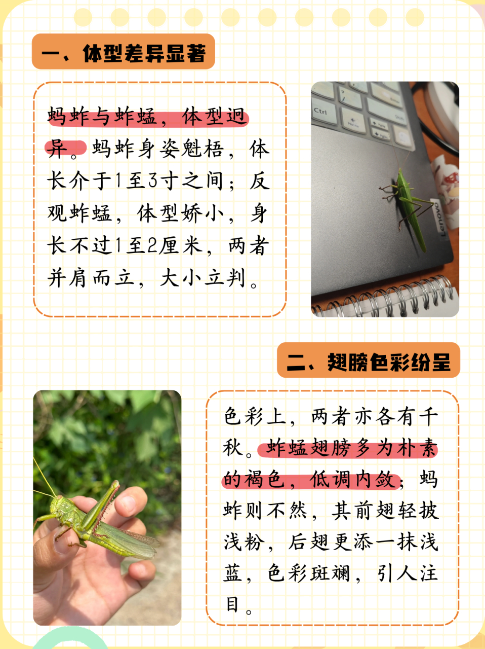 蚱蜢和蚂蚱区别在哪  021,体型不同 蚂蚱的身体大,蚱蜢的身体小.