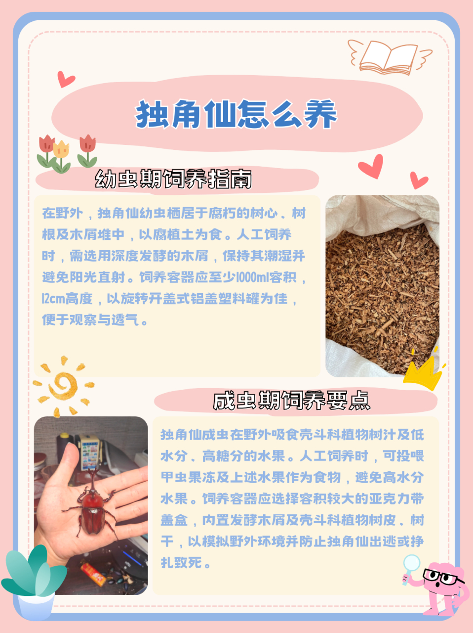 独角仙的特点图片