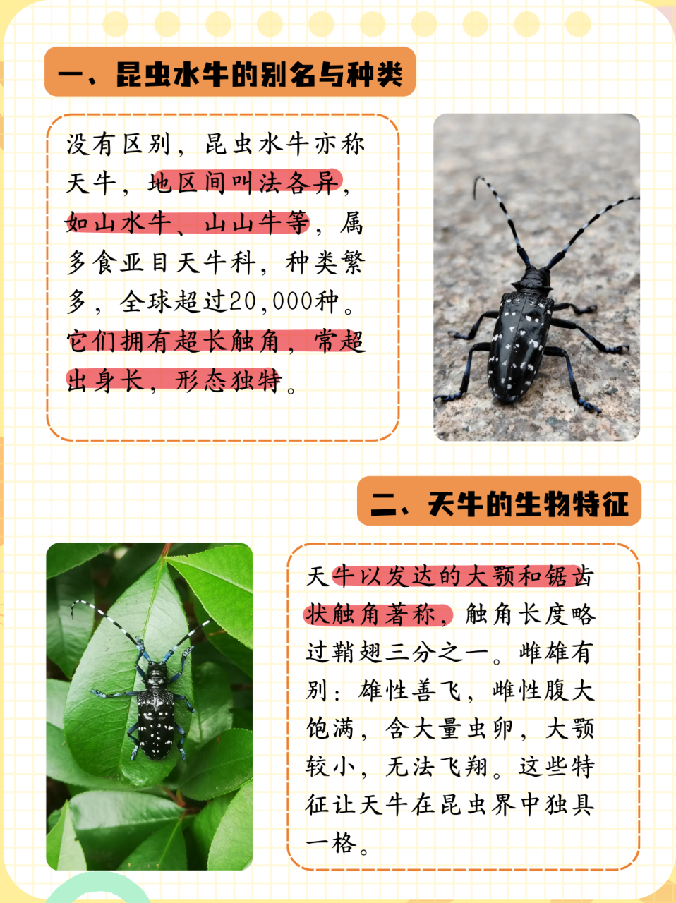 天牛和水牛的区别  没有区别,昆虫水牛也称天牛.